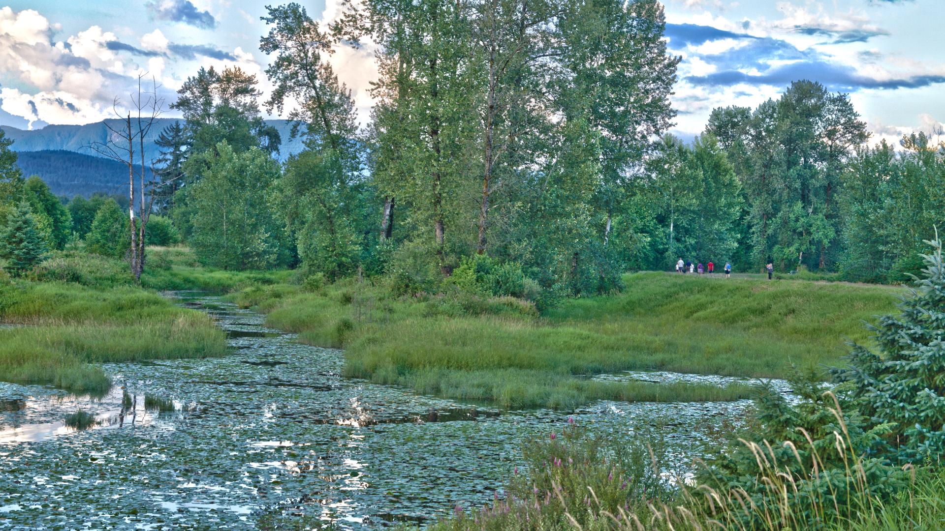 A marshy looking area with a small pond with trees growing just past it.